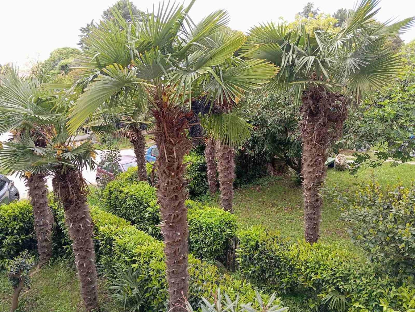 Maja Apartman Porec